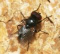 Hydrotaea (Ophyra) capensis